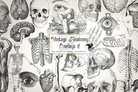 Download Antique Anatomy Overlays Set 2 - Overlays Collection